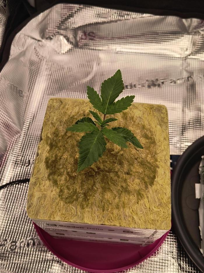 That Tangy Greenhouse Terpz!. Week 2