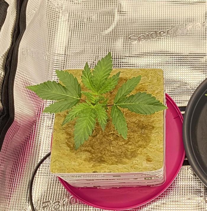 That Tangy Greenhouse Terpz!. Week 3