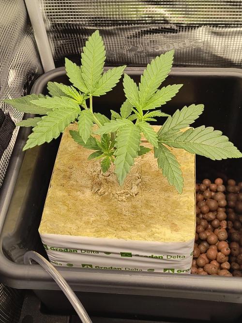 That Tangy Greenhouse Terpz!. Week 4