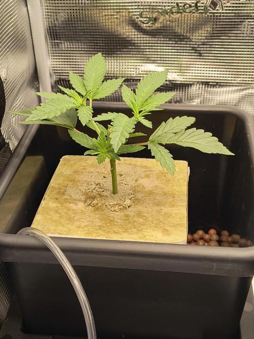 That Tangy Greenhouse Terpz!. Week 4