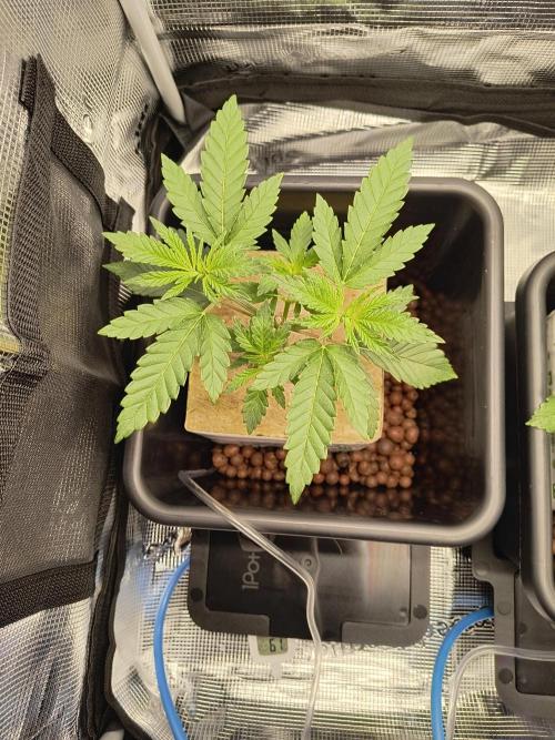 That Tangy Greenhouse Terpz!. Week 5