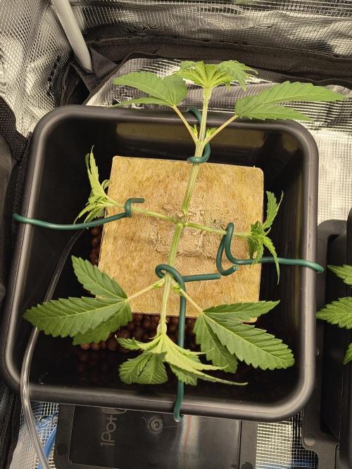 That Tangy Greenhouse Terpz!. Week 5