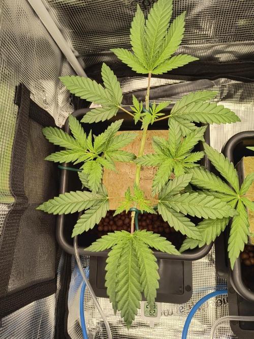 That Tangy Greenhouse Terpz!. Week 5