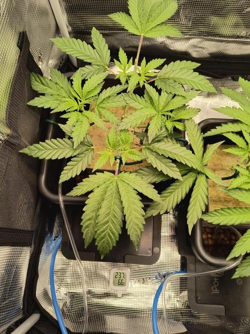 That Tangy Greenhouse Terpz!. Week 6