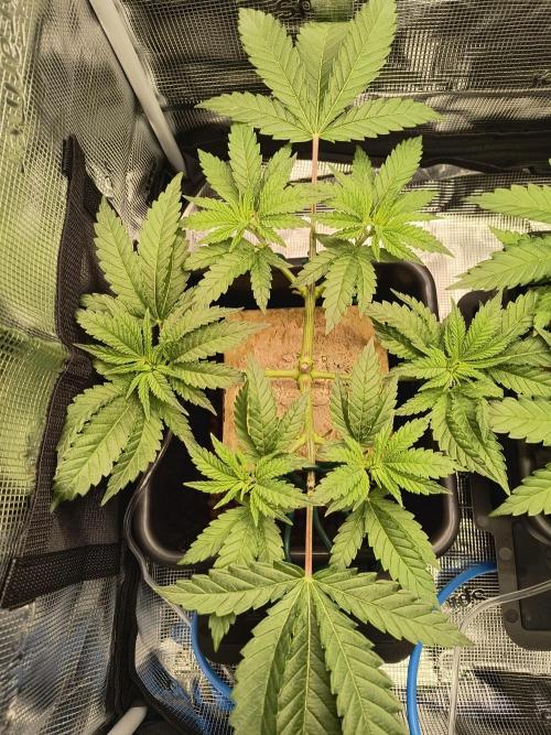 That Tangy Greenhouse Terpz!. Week 6