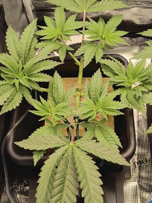 That Tangy Greenhouse Terpz!. Week 6