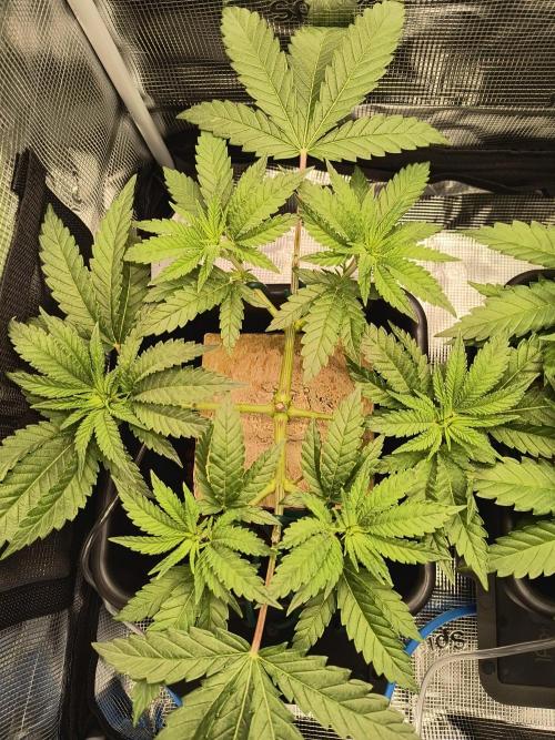 That Tangy Greenhouse Terpz!. Week 6