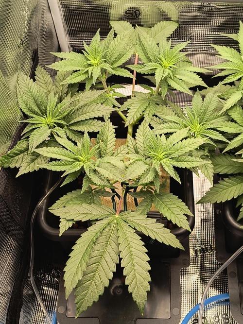 That Tangy Lemon Terpz!. Week 7