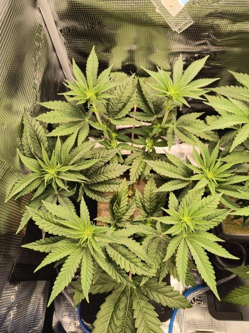 That Tangy Lemon Terpz!. Week 7