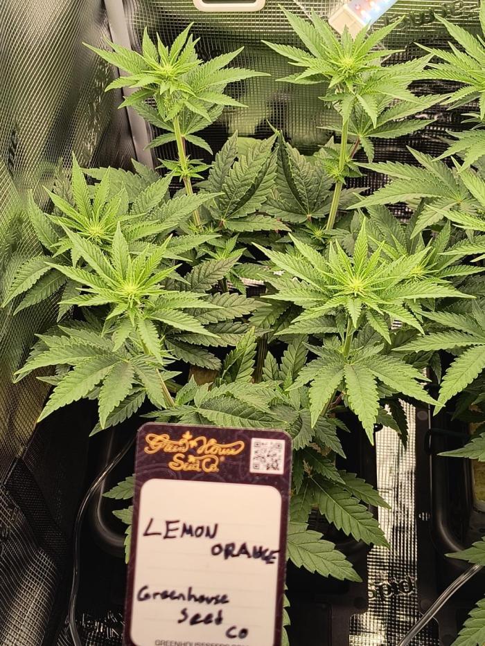 That Tangy Lemon Terpz!. Week 8