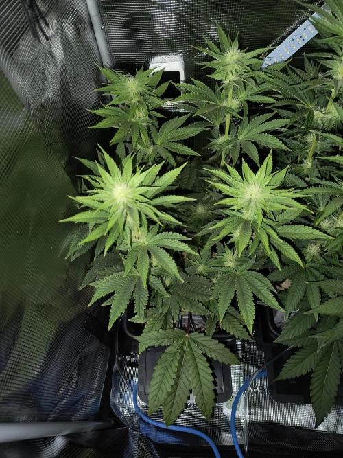 That Tangy Lemon Terpz!. Week 9