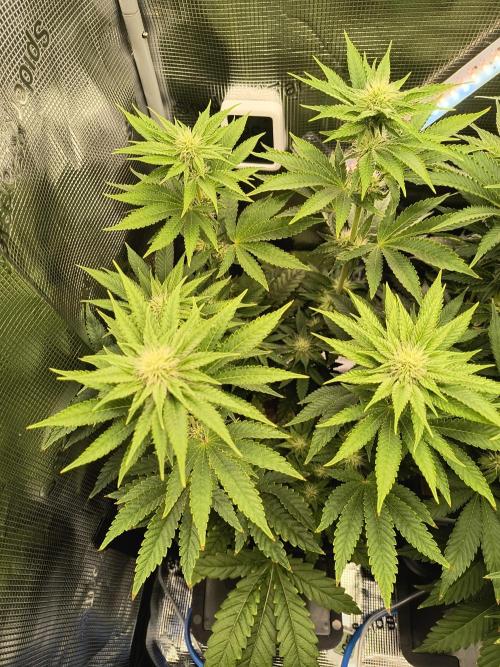 That Tangy Lemon Terpz!. Week 9