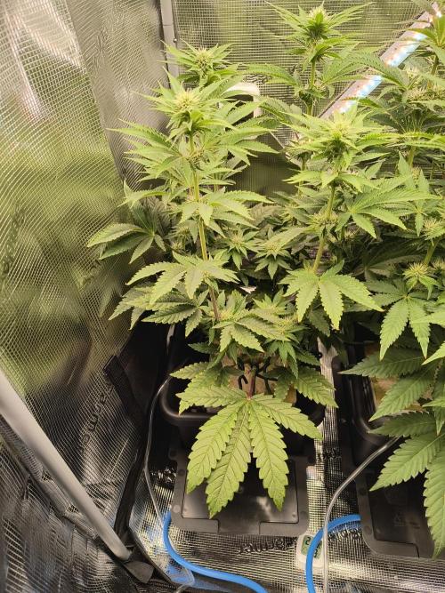 That Tangy Lemon Terpz!. Week 9