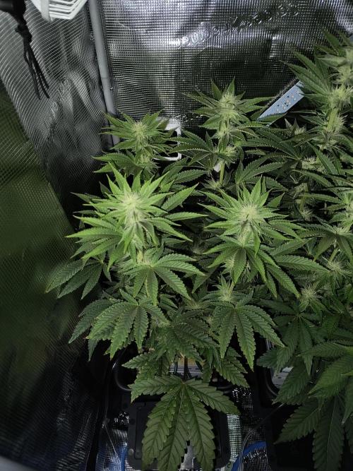 That Tangy Lemon Terpz!. Week 9