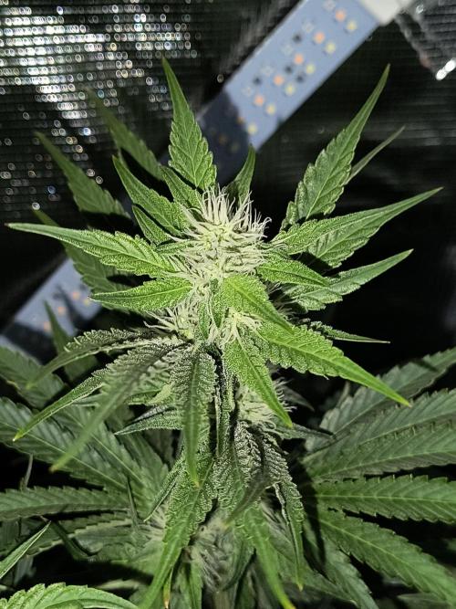 That Tangy Lemon Terpz!. Week 9