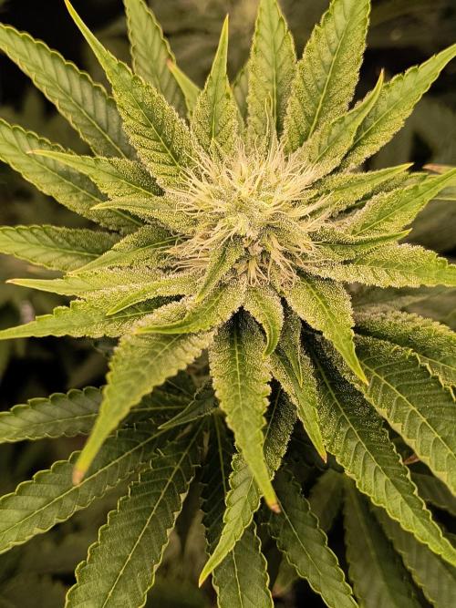 That Tangy Lemon Terpz!. Week 10