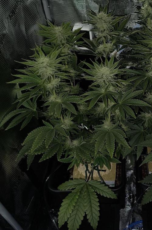 That Tangy Lemon Terpz!. Week 10