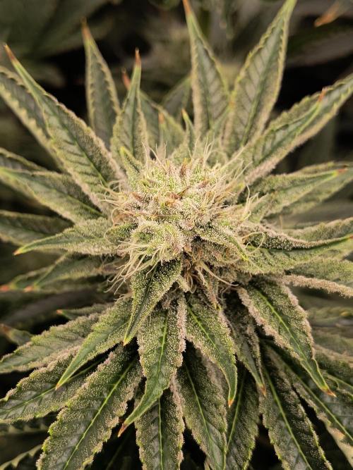 That Tangy Lemon Terpz!. Week 11