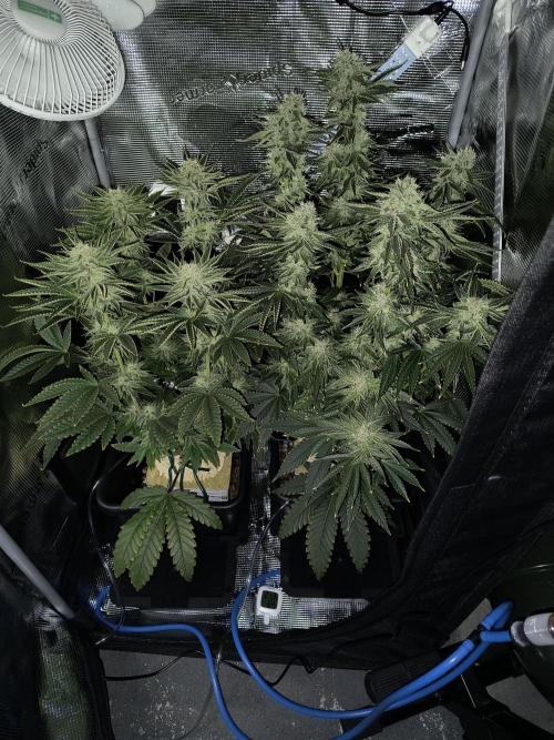 That Tangy Lemon Terpz!. Week 11 - Lemon Orange (left)
