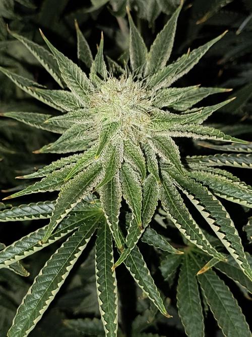 That Tangy Lemon Terpz!. Week 11