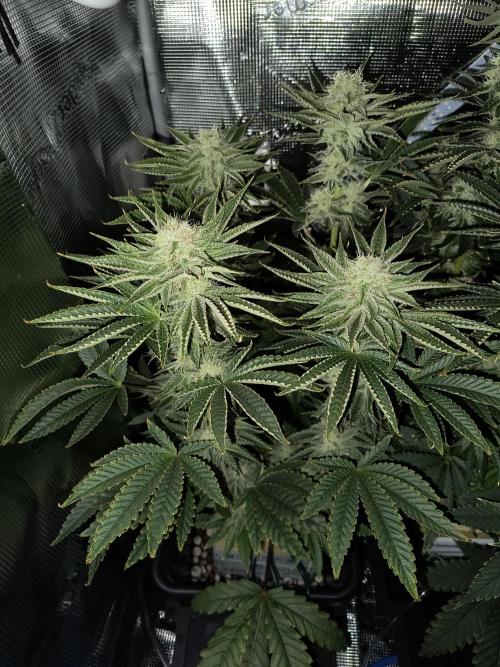 That Tangy Lemon Terpz!. Week 11