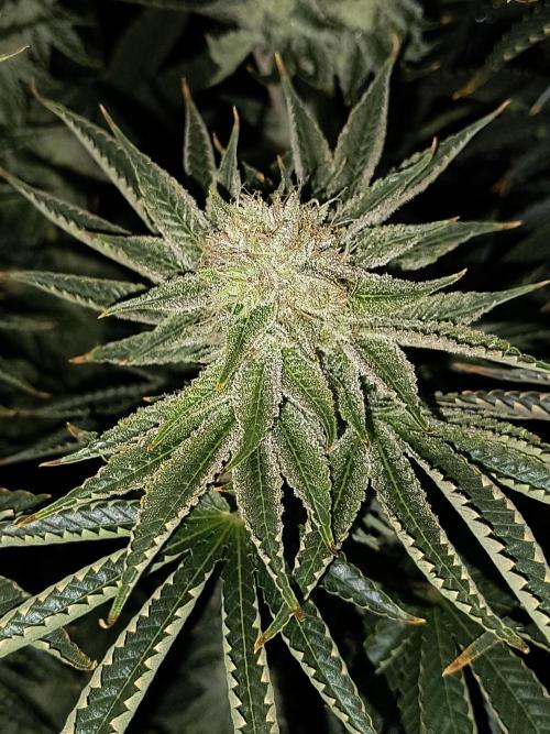 That Tangy Lemon Terpz!. Week 12