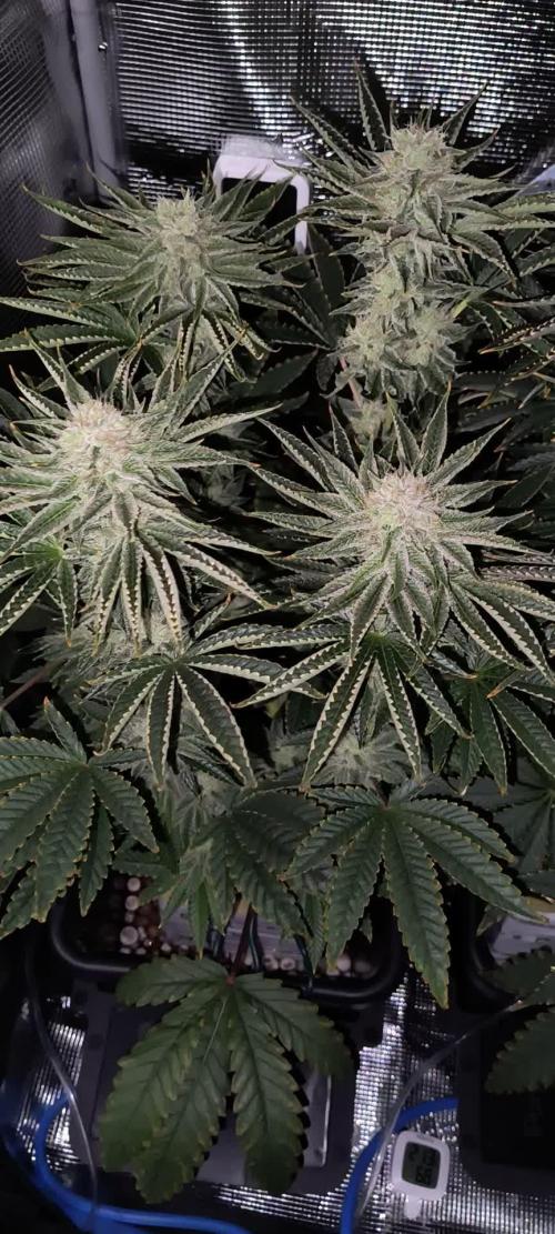 That Tangy Lemon Terpz!