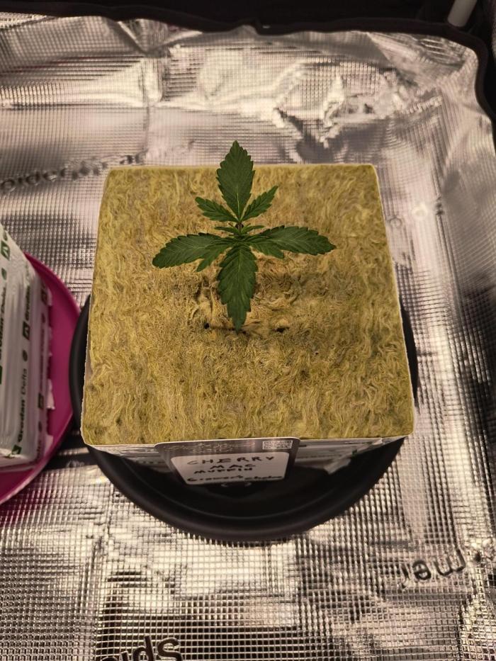 Dank'n Exotic Nugz!. Week 1