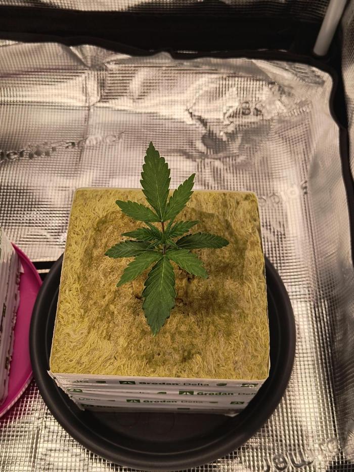 Dank'n Exotic Nugz!. Week 2