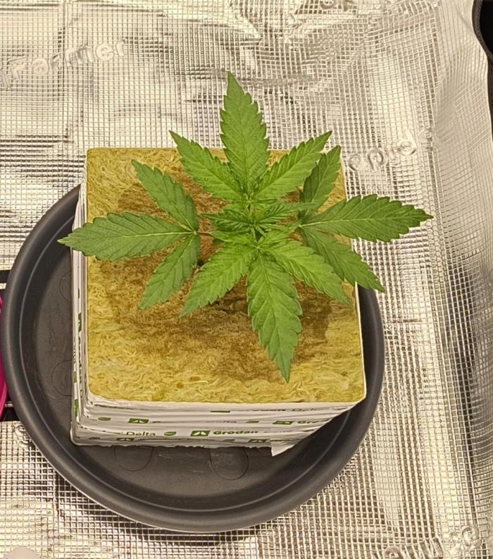 Dank'n Exotic Nugz!. Week 3