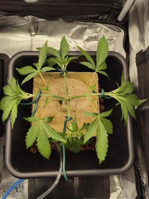 Dank'n Exotic Nugz!. Week 4