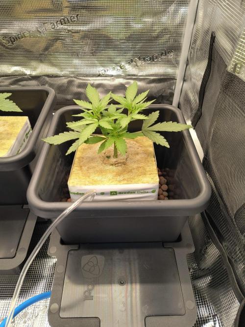 Dank'n Exotic Nugz!. Week 4