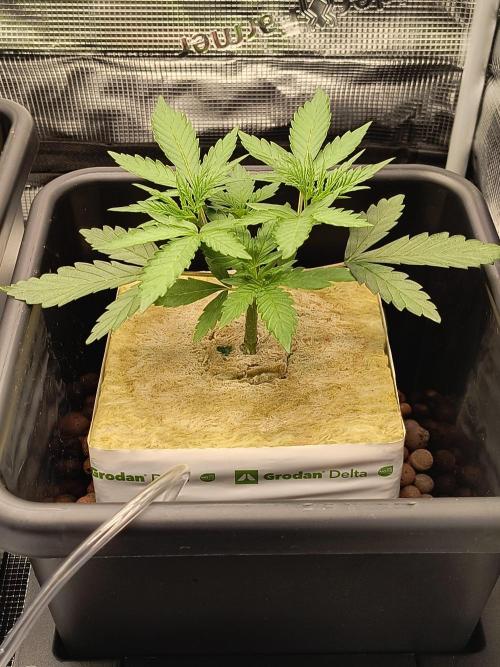 Dank'n Exotic Nugz!. Week 4