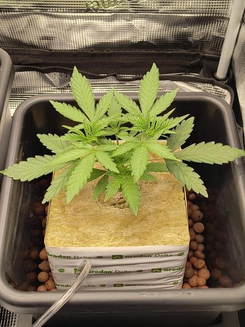 Dank'n Exotic Nugz!. Week 4