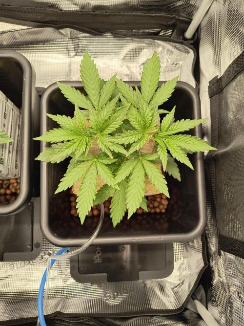 Dank'n Exotic Nugz!. Week 4