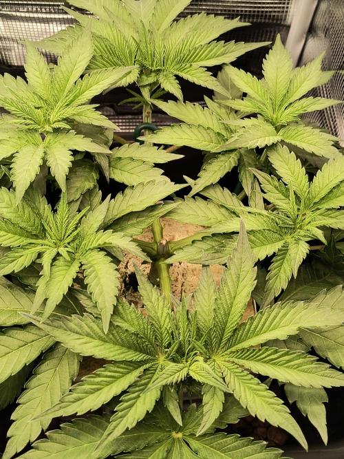 Dank'n Exotic Nugz!. Week 5