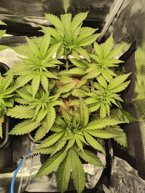 Dank'n Exotic Nugz!. Week 5