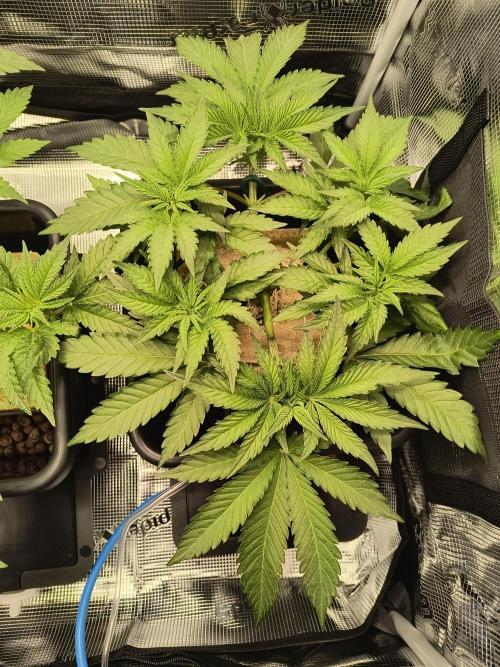 Dank'n Exotic Nugz!. Week 5