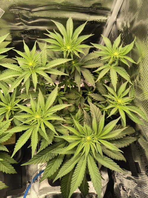 Dank'n Exotic Nugz!. Week 6