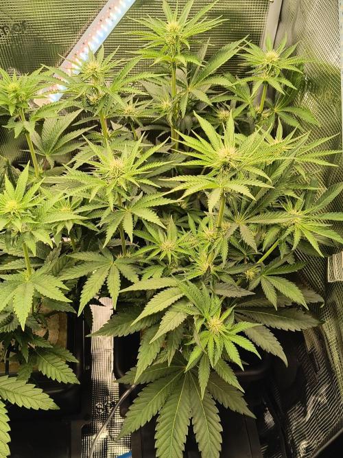 Dank'n Exotic Nugz!. Week 6