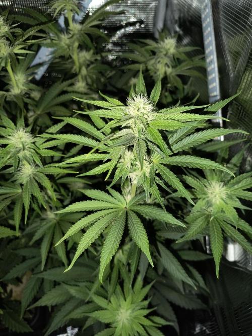 Dank'n Exotic Nugz!. Week 7