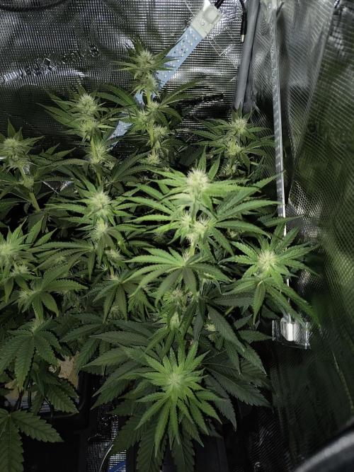 Dank'n Exotic Nugz!. Week 7