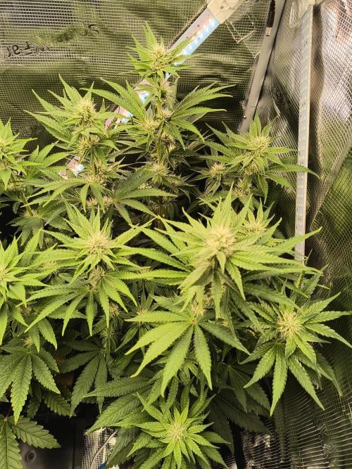 Dank'n Exotic Nugz!. Week 7