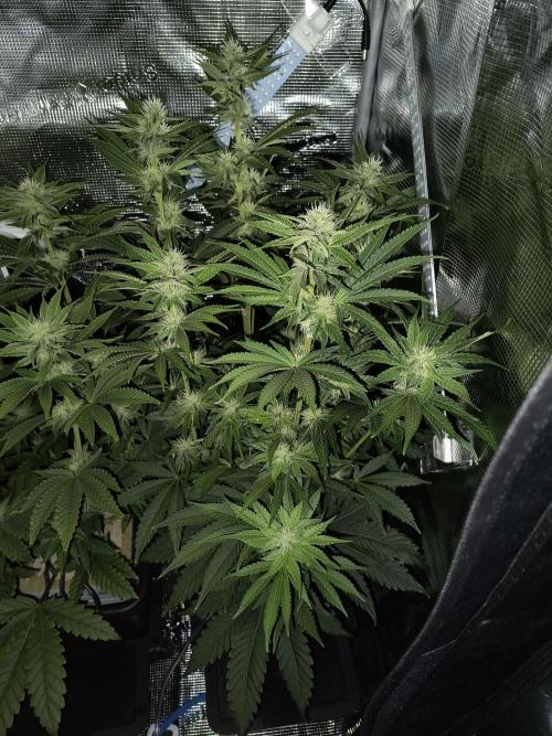 Dank'n Exotic Nugz!. Week 8