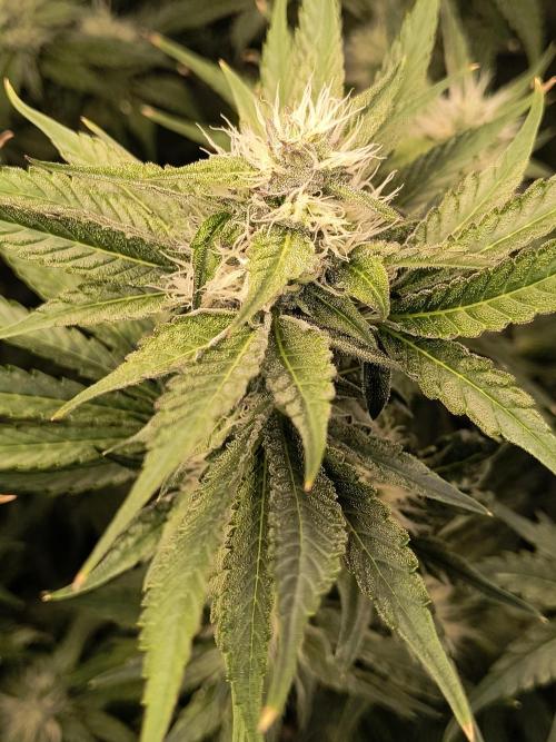 Dank'n Exotic Nugz!. Week 8