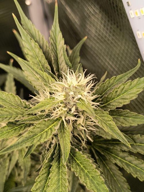 Dank'n Exotic Nugz!. Week 8