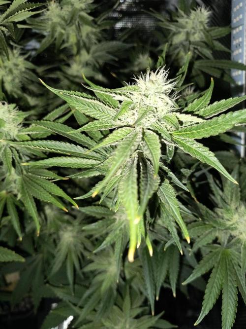 Dank'n Exotic Nugz!. Week 9