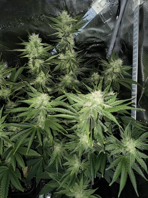 Dank'n Exotic Nugz!. Week 9