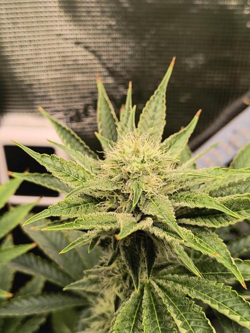 Dank'n Exotic Nugz!. Week 10