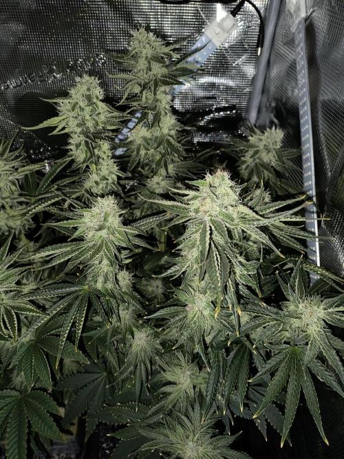 Dank'n Exotic Nugz!. Week 10